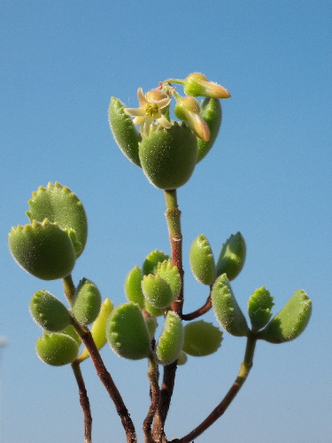 cotyledon ladismithieasis